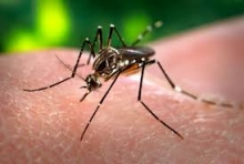 Unidos contra el Aedes Aegypti.