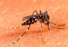 Vacuna contra el dengue 3